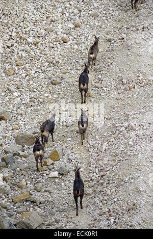 Frankreich, Doubs, Mathay, Gämse (Rupicapra Rupicapra) in einem Steinbruch arbeiten in Betrieb Stockfoto