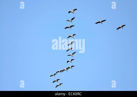 Frankreich, Haute-Marne, Montier En Der, Kranich (Grus Grus) im Formationsflug Stockfoto