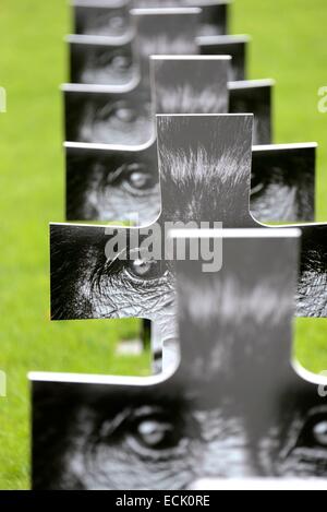 Frankreich, Haute-Marne, Montier En Der, Friedhof Exposition über das Verschwinden des letzten Gorilla Fotografen Gilles Martin Stockfoto