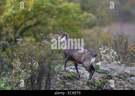 Frankreich, Doubs, Mathay, Gämse (Rupicapra Rupicapra) in einem Steinbruch arbeiten in Betrieb Stockfoto