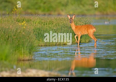 Frankreich, Doubs, Naturraum für Allan Brognard Hirsch, weibliche aus über das Wasser bei Sonnenuntergang Stockfoto