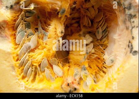 Gleichgewicht zwischen Wachstum und Verfall der Pilze Kürbis Fleisch Zellstoff mit Pin Schimmel und keimenden Samen mit faserigen Zeichenfolgen im Hohlraum Stockfoto