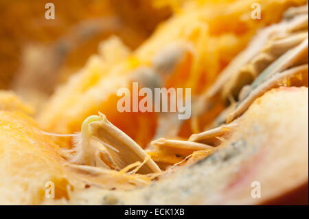 Gleichgewicht zwischen Wachstum und Verfall der Pilze Kürbis Fleisch Zellstoff mit Pin Schimmel und keimenden Samen mit faserigen Zeichenfolgen im Hohlraum Stockfoto