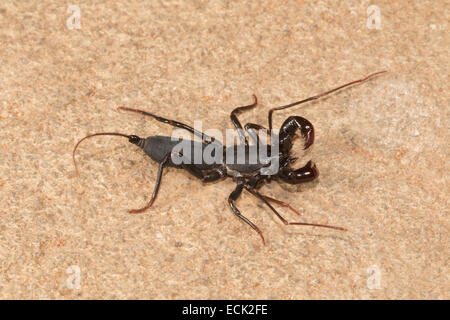 Peitsche Rute Skorpion Labochirus SP. Familie: Uropygi, Agumbe, Karnataka, Indien Stockfoto