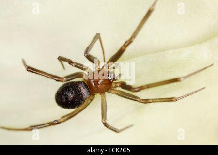 Frankreich, Paris, Araneae, Theridiidae, falsche schwarze Witwe oder Schrank Spinne (Steatoda Grossa), junge Stockfoto