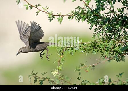 Frankreich, Doubs, Brognard, natürlicher Lebensraum von Allan, Europäische Star (Sturnus Vulgaris), Flug eine junge Starling verlassen seiner Niederlassung Stockfoto