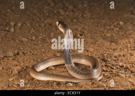 Spectacled Cobra Naja Naja Familie: Elaphidae, Aarey Milch Kolonie, Mumbai, Indien Stockfoto