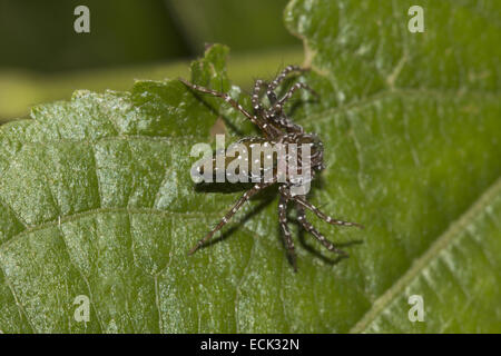 Luchs Spinne, Hamadrus SP. Familie OXYOPIDAE Aarey Milch Kolonie, Mumbai, Indien. Gekennzeichnet durch das Vorhandensein von Stacheln auf Beinen Stockfoto