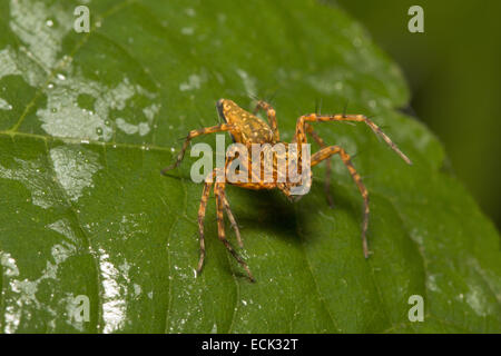 Luchs Spinne, Hamadrus SP. Familie OXYOPIDAE Aarey Milch Kolonie, Mumbai, Indien. Gekennzeichnet durch das Vorhandensein von Stacheln auf Beinen Stockfoto