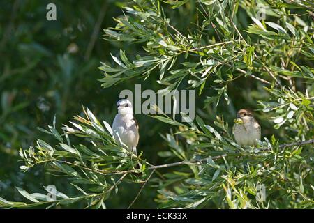 Frankreich, Doubs, Brognard, natürlicher Lebensraum von Allan, rote gesicherten Würger (Lanius Collurio) alle Paare auf der Suche nach Beute, die Küken im Nest gebaut in einem Gebüsch zu ernähren Stockfoto