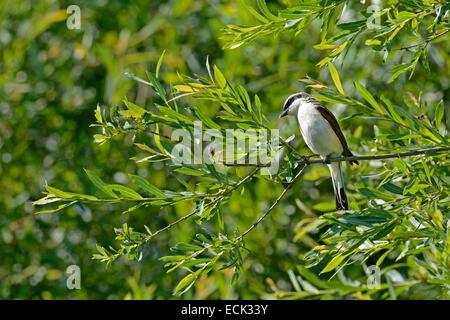 Frankreich, Doubs, Brognard, natürlicher Lebensraum von Allan, rote gesicherten Würger (Lanius Collurio), Männchen auf der Suche nach Beute, die Küken im Nest gebaut in einem Roncie zu ernähren Stockfoto