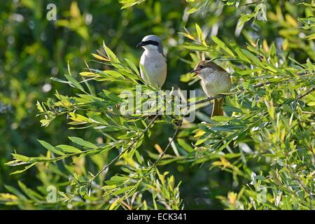 Frankreich, Doubs, Brognard, natürlicher Lebensraum von Allan, rote gesicherten Würger (Lanius Collurio) alle Paare auf der Suche nach Beute, die Küken im Nest gebaut in einem Gebüsch zu ernähren Stockfoto