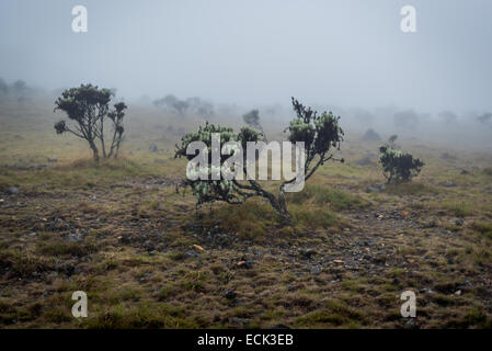 Leontopodium Alpinum (Edelweiss Blumen) im Nationalpark Gede Pangrango. Stockfoto