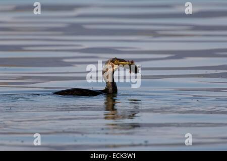 Kormoran (Phalacrocorax Carbo), Angeln Stockfoto