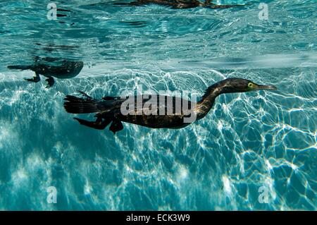 Kormoran (Phalacrocorax Carbo), Schwimmen unter Wasser Stockfoto