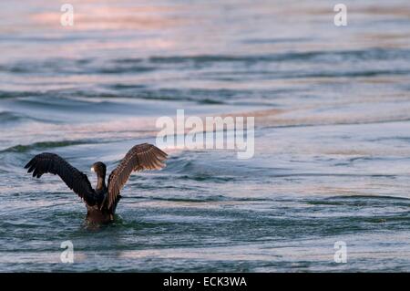 Kormoran (Phalacrocorax Carbo) Stockfoto