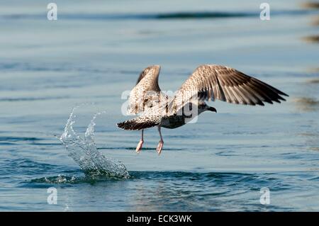 Silbermöwe (Larus Argentatus), Start Goeland Stockfoto