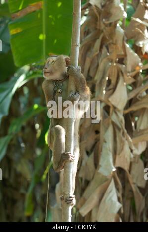 Thailand, Koh Samui, Ernte der Kokosnüsse mit nördlichen Schwein-tailed Macaque (Macaca Leolina) Stockfoto