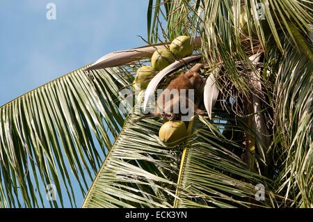 Thailand, Koh Samui, Ernte der Kokosnüsse mit nördlichen Schwein-tailed Macaque (Macaca Leolina) Stockfoto