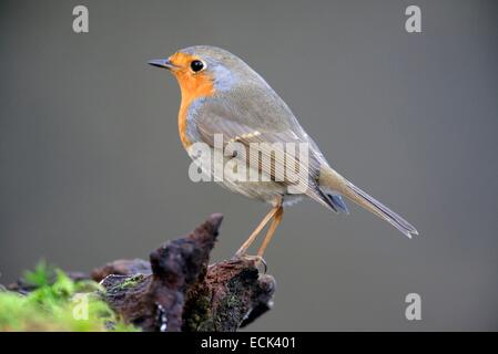 Frankreich, Doubs, vertraut Rotkehlchen (Erithacus Rubecula) an einem überdachten Wurzel-Schaum befestigt Stockfoto