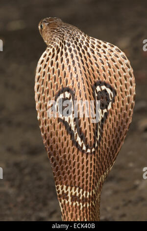 Spectacled Cobra Naja Naja Familie: Elaphidae, Aarey Milch Kolonie, Mumbai, Indien Stockfoto