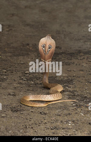 Spectacled Cobra Naja Naja Familie: Elaphidae, Aarey Milch Kolonie, Mumbai, Indien Stockfoto