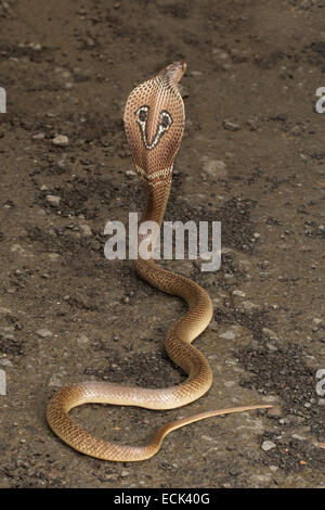 Spectacled Cobra Naja Naja Familie: Elaphidae, Aarey Milch Kolonie, Mumbai, Indien Stockfoto