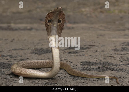 Spectacled Cobra Naja Naja Familie: Elaphidae, Aarey Milch Kolonie, Mumbai, Indien Stockfoto