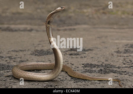 Spectacled Cobra Naja Naja Familie: Elaphidae, Aarey Milch Kolonie, Mumbai, Indien Stockfoto