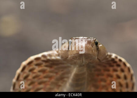 Spectacled Cobra Naja Naja Familie: Elaphidae, Aarey Milch Kolonie, Mumbai, Indien Stockfoto