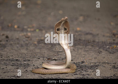 Spectacled Cobra Naja Naja Familie: Elaphidae, Aarey Milch Kolonie, Mumbai, Indien Stockfoto