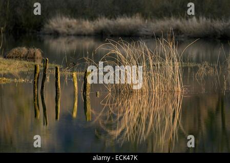 Frankreich, Doubs, Brognard, Naturraum von Allan, Brognard, Grafiken Stangen und Pfähle in Reflexionen in einem Sumpf Weiden bei Sonnenuntergang Stockfoto