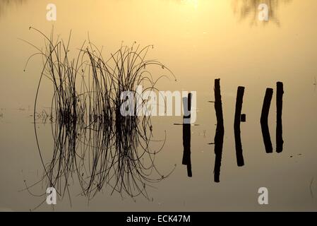 Frankreich, Doubs, Brognard, Naturraum von Allan, Brognard, Grafiken Stangen und Pfähle in Reflexionen in einem Sumpf Weiden bei Sonnenuntergang Stockfoto