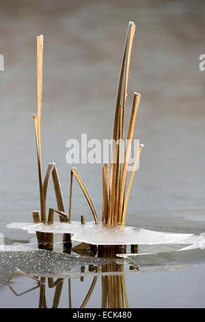 Frankreich, Doubs, Brognard, natürlicher Lebensraum von Allan, Reed Stiele eingefroren im Eis von einem Sumpf im winter Stockfoto