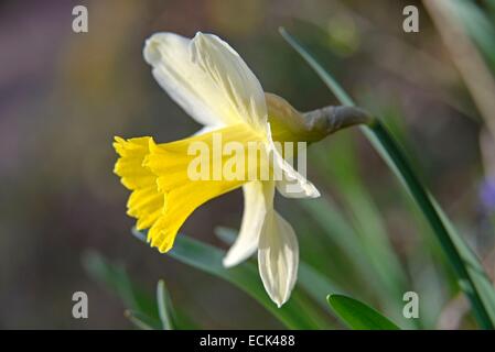 Frankreich, Doubs, Flora, blühenden Narzissen (Narcissus) im Wald Stockfoto