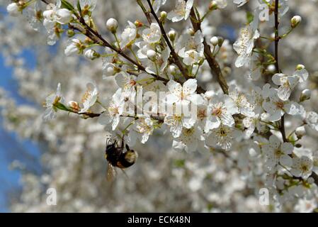 Naturraum von Allan, Thorn schwarz Schlehe (Prunus Spinosa) Blumen und bestäubende Bourdon, Brognard, Doubs, Frankreich Stockfoto