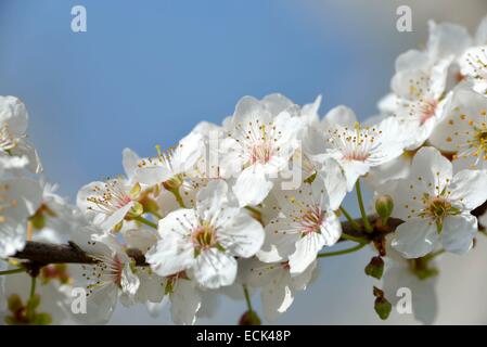 Frankreich, Doubs, Brognard, natürlicher Lebensraum von Allan, Thorn schwarz Schlehe (Prunus Spinosa) Blüte Stockfoto