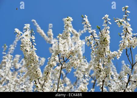 Frankreich, Doubs, Brognard, natürlicher Lebensraum von Allan, Thorn schwarz Schlehe (Prunus Spinosa) Blüte Stockfoto