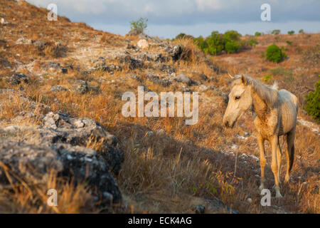 Ein ernährungsschwächeres Pony wandert während der Trockenzeit im Dorf Prailiang in Mondu, Kanatang, East Sumba, Indonesien, auf trockenem Grasland. Stockfoto