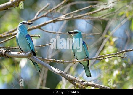 Rumänien, Donaudelta, Weltkulturerbe der UNESCO, Blauracke (Coracias Garrulus), ein paar sitzt auf einem Ast auf der Suche nach Beute Stockfoto