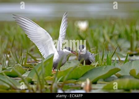 Rumänien: Donaudelta, Weltkulturerbe der UNESCO, Weissbart Seeschwalbe (Chlidonias Hybrida) paar auf ihren Nistplatz. Seerosen auf einem Fluss, See Stockfoto