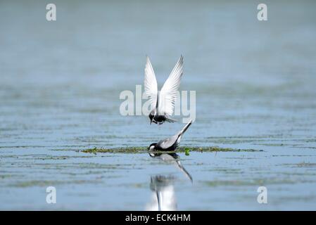 Rumänien: Donaudelta, Weltkulturerbe der UNESCO, Weissbart Seeschwalbe (Chlidonias Hybrida) paar auf ihren Nistplatz. Seerosen auf einem Fluss, See Stockfoto