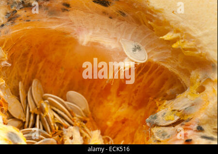 Gleichgewicht zwischen Wachstum und Verfall der Pilze Kürbis Fleisch Zellstoff mit Pin Schimmel und keimenden Samen mit faserigen Zeichenfolgen im Hohlraum Stockfoto