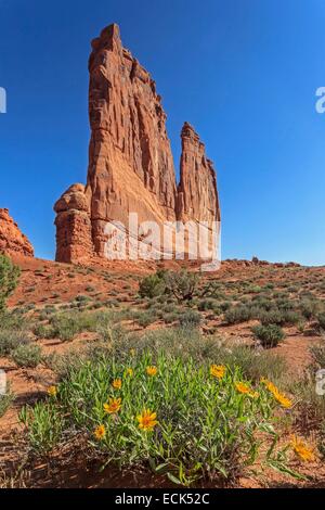 USA, Utah, Colorado Plateau, Arches-Nationalpark, Courthouse Towers, grobe Mule Ohren in voller Blüte und die Orgel Stockfoto