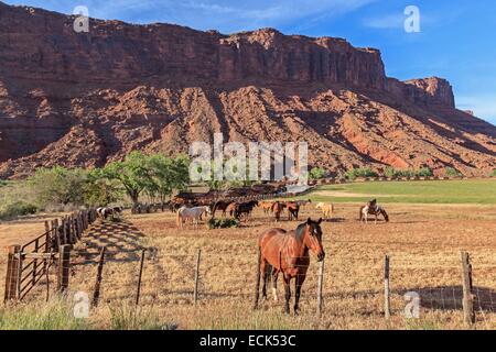 USA, Utah, Colorado Plateau, State Route 128 (SR-128) bezeichnet den oberen Colorado River Scenic Byway, der Sauerampfer River Ranch Resort entlang des Colorado River in der Nähe von Moab Stockfoto