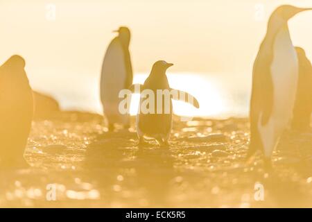 Süd-Atlantik, South Georgia Island, Gentoo Penguin (Pygoscelis Papua) Stockfoto