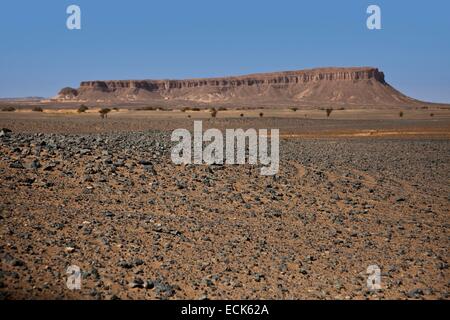 Marokko, Sous-Massa-Draa Region, Anti-Atlas, auf dem Weg zwischen M'Hamid und Forum Zguid, Fossilien auf dem sand Stockfoto