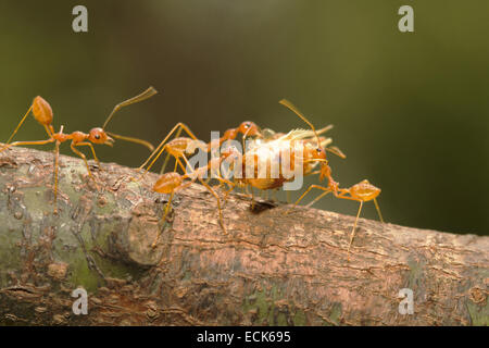 Asiatische Weberameisen tragen einen getrockneten Shrimps-Kopf. Gattung Oecophylla Familie Ameisen Stockfoto