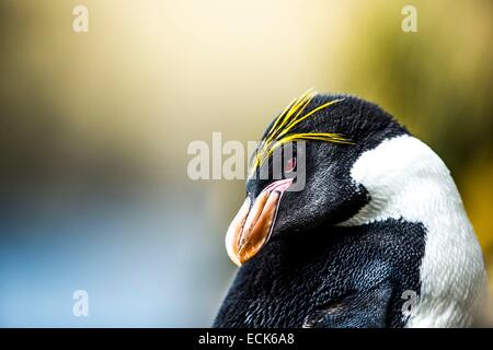 Süd-Atlantik, South Georgia Island, Makkaroni Penguin (Eudyptes Chrysolophus) Stockfoto