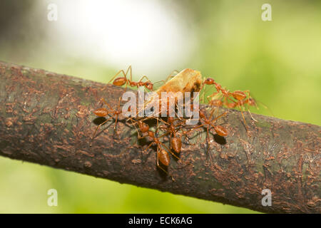 Asiatische Weberameisen manövrieren mit getrockneten Shrimps Kopf. Dies sind Fleischfresser Ameisen. Gattung Oecophylla Familie Ameisen Stockfoto